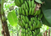 09Mmm Bananen
